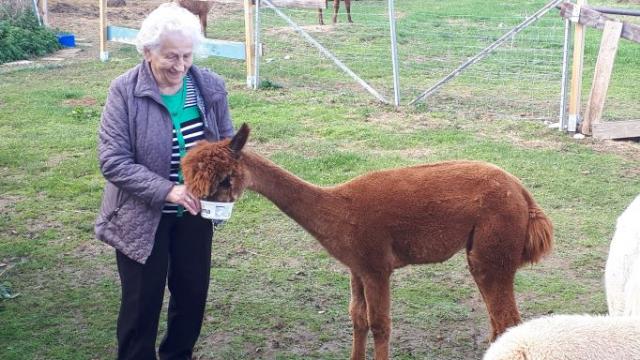 ... beim Füttern der Tiere. | Fotos: Caritas ... beim Füttern der Tiere. | Fotos: Caritas