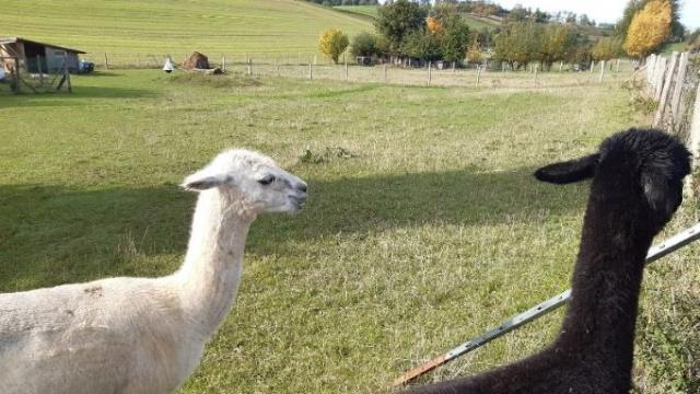 In Nesselröden haben die Alpakas viel Platz. | Foto: Caritas In Nesselröden haben die Alpakas viel Platz. | Foto: Caritas