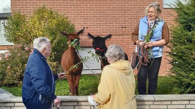 Christina Engelhardt (r.) berichtet allerlei Wissenswertes über Alpakas. | Foto: Caritas Christina Engelhardt (r.) berichtet allerlei Wissenswertes über Alpakas. | Foto: Caritas