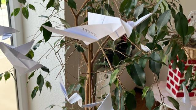 … einige Pflanzen in der Tagspflege St. Vinzenz. … einige Pflanzen in der Tagspflege St. Vinzenz.